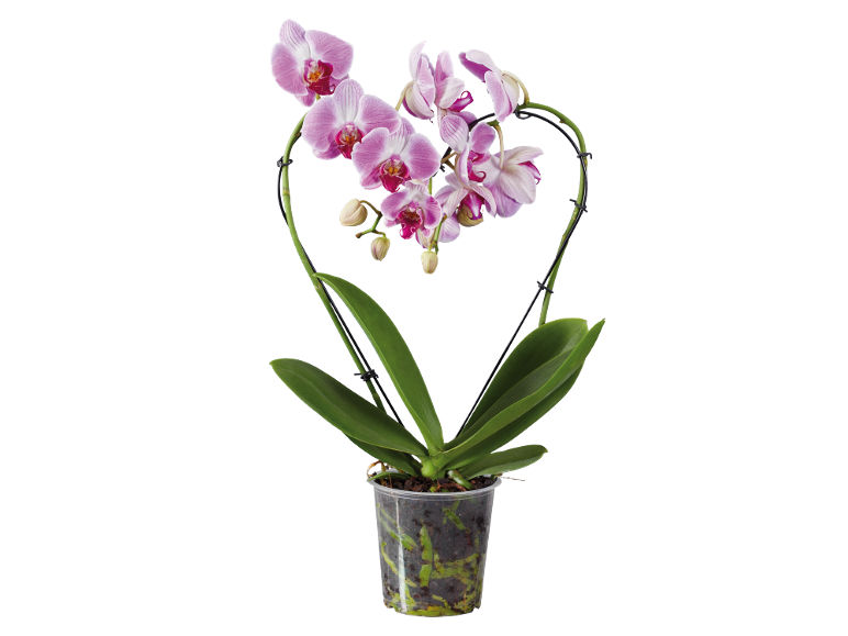 Pink orchid in a transparent pot with a heart-shaped support on a black background.
