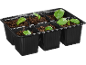 Black seedling tray with six compartments, filled with soil and young basil plants.