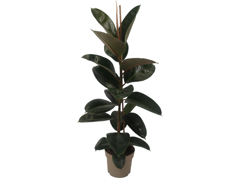 Potted rubber plant with dark green leaves and brown stems