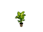 Indoor plant with green and yellow leaves in a grey pot.
