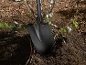Gardening shovel planting a shrub, close-up.