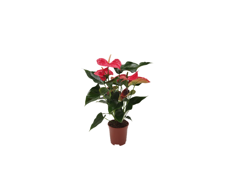 Red anthurium plant in a brown pot.