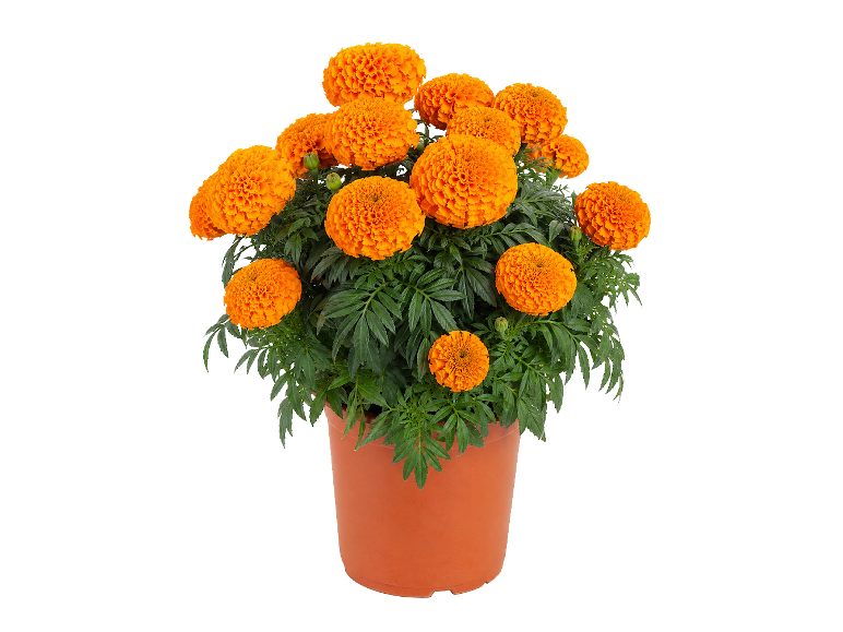 Pot of vibrant orange marigolds with blooming flowers and lush green foliage.