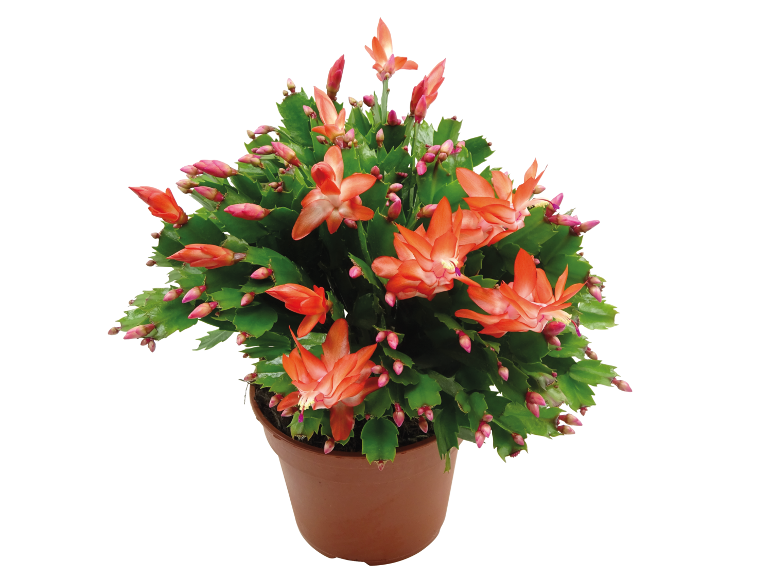 Christmas cactus plant in a brown pot with orange flowers and buds.