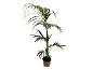 Indoor palm plant in a beige pot.