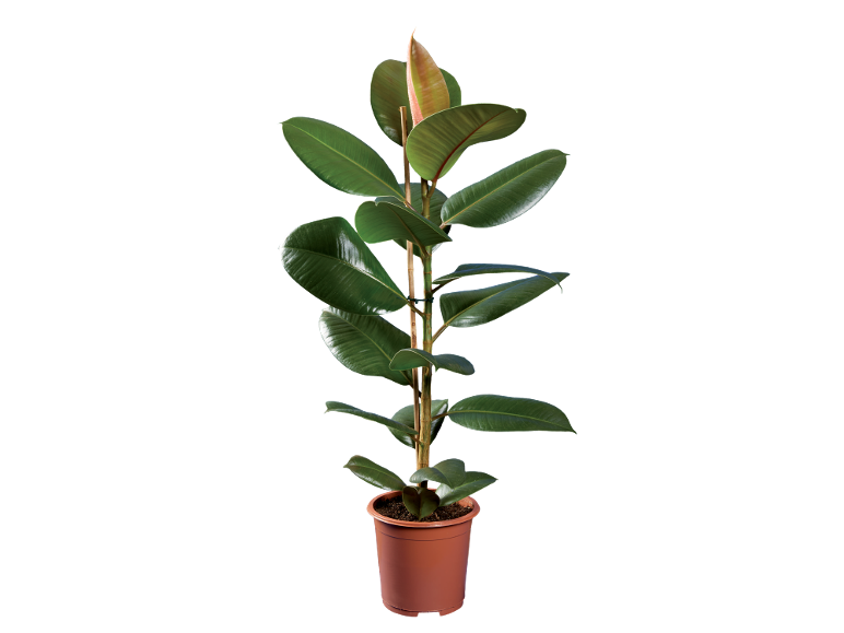 Rubber plant in a brown plastic pot with green leaves and one new reddish leaf.