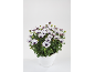 White daisies with purple centers in a white pot.