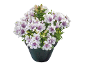 White and purple alstroemeria plant in a black pot.