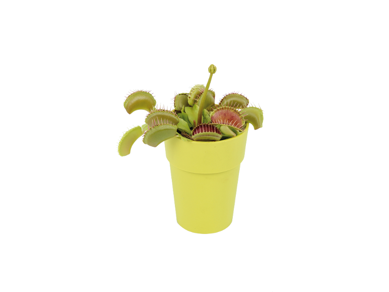 Venus flytrap carnivorous plant in a lime green pot on a white background.
