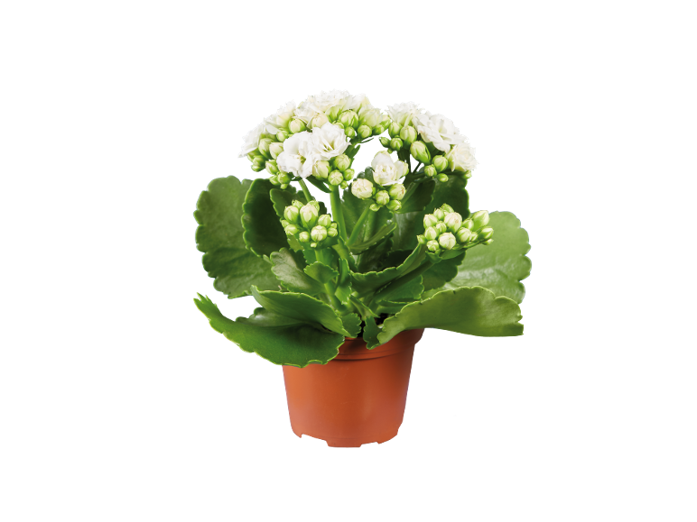 Kalanchoe plant with white flowers in a small terracotta pot.