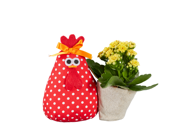 Red polka dot chicken and yellow potted flowers on a black background.