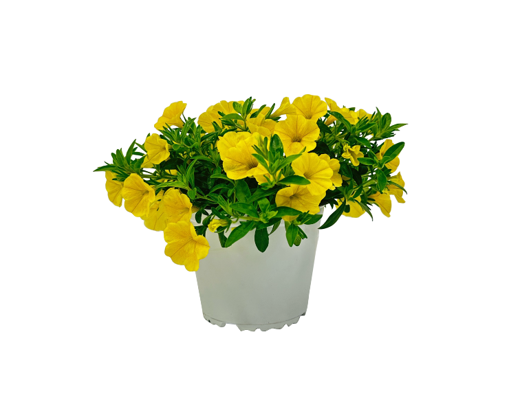 Yellow petunia plant in white pot.