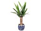 Yucca plant in a pot with a blue and white geometric pattern.