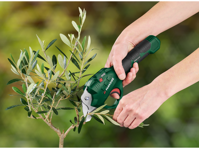 Pruning an olive tree with cordless pruning shears.
