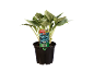 Hosta plant in a black pot with a green and red product label.