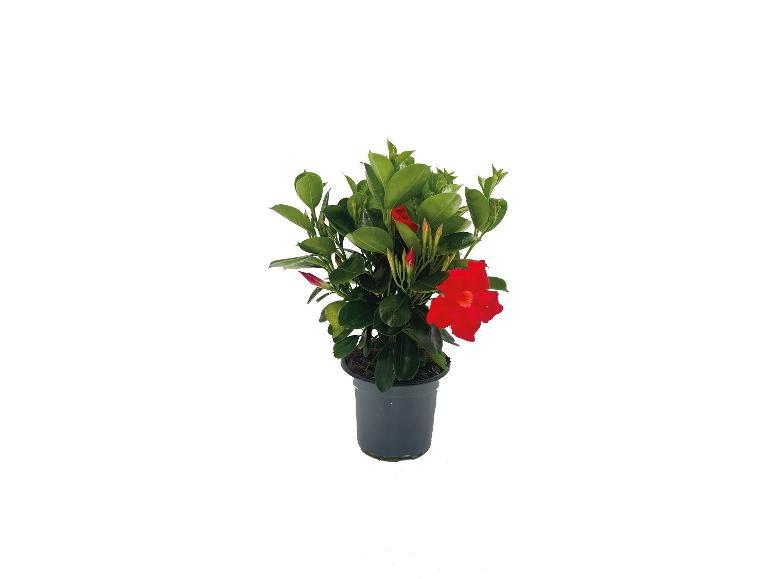 Red mandevilla plant in a black pot