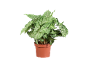 Indoor plant with green and white leaves in a brown pot