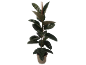 Potted rubber plant with dark green leaves and brown stems