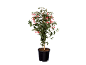 Potted fuchsia plant with pink and white flowers on a black background.