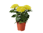 Yellow chrysanthemums in terracotta pot
