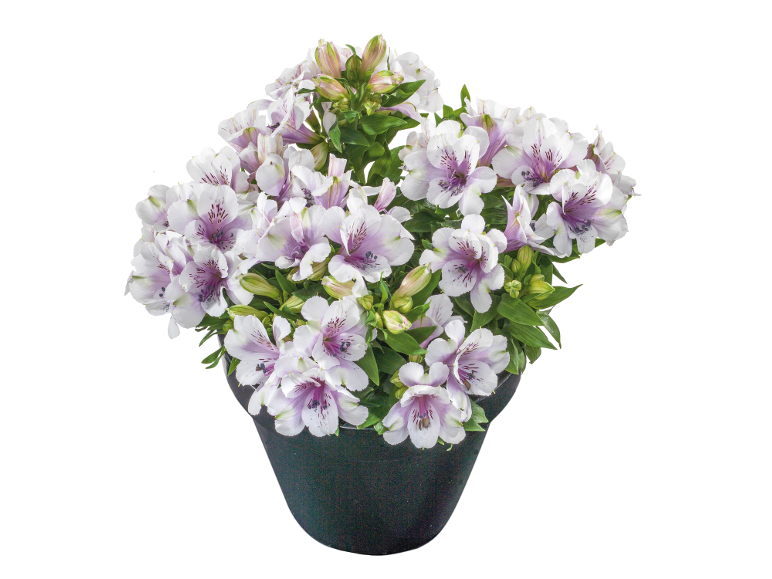 White and purple alstroemeria plant in a black pot.