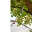 Telescopic pole saw for tree pruning, reaching high into green foliage.