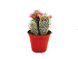 Flowering cactus with pink blossoms in a red pot.