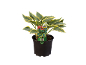 Hosta plant in a black pot with green and yellow leaves, with a product label.