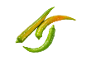 Three fresh green and yellow chili peppers with water droplets on a black background