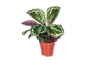 A potted Calathea plant with green and white patterned leaves and purple undersides.