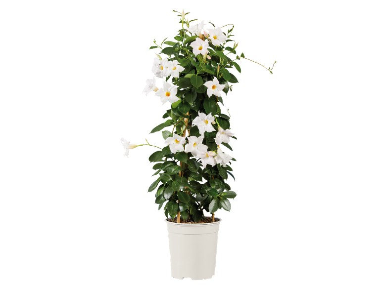 Climbing plant with white flowers in a white pot.