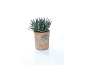 Succulent plant in a terracotta pot with a 'PLANTS' plaque.