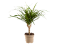Indoor plant with long green leaves in a beige pot.