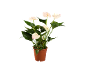 Anthurium plant with white flowers and green leaves in a brown pot.