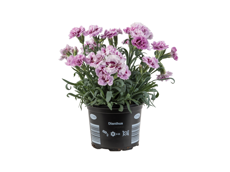 Dianthus carnation plant in a black pot with pink and white flowers.