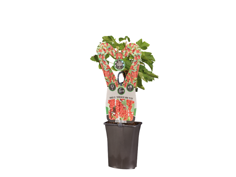 Redcurrant plant in a pot with a heart-shaped label.