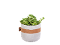 Succulent plant in cement pot with leather band
