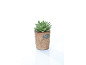 Green succulent plant in a small terracotta pot with a metal label.