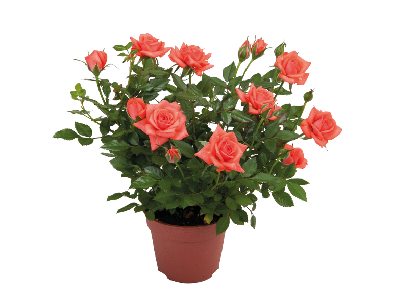 Potted rose bush with salmon-colored flowers and green leaves.