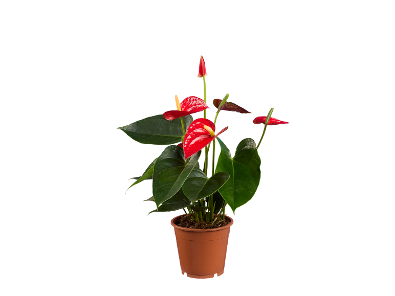 Red anthurium plant in a brown pot