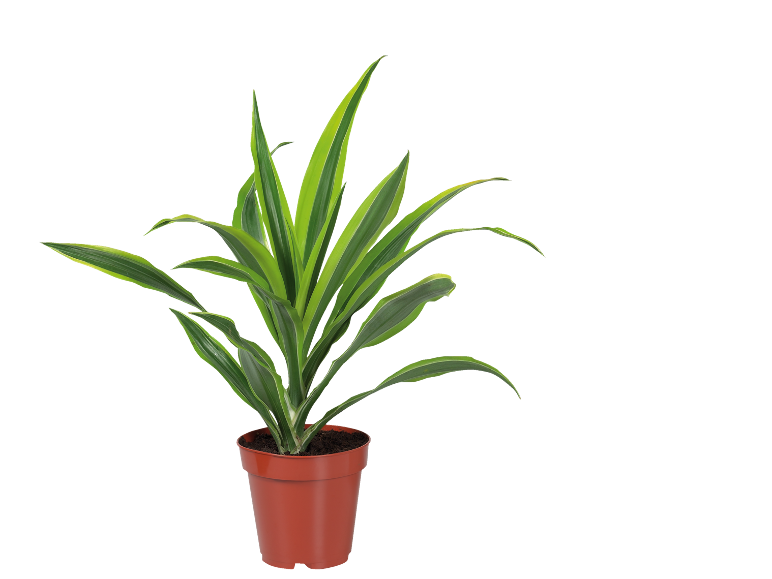 Indoor plant with green and yellow leaves in a brown pot