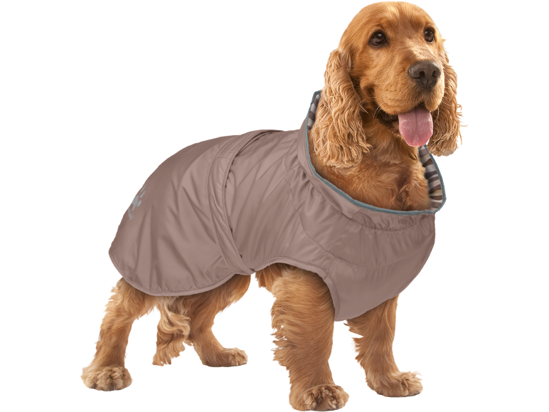 Cocker Spaniel dog wearing a brown padded dog coat with a striped collar.
