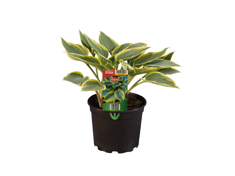 Hosta plant in a black pot with green and yellow leaves, with a product label.