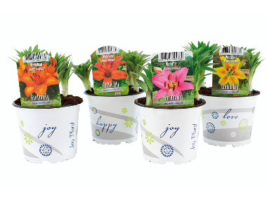 Plants & Flowers