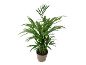 Indoor plant with long green leaves in a brown pot.