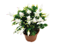 White Christmas cactus in a brown pot