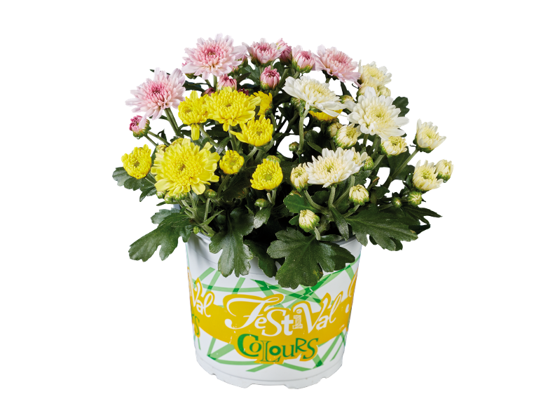 Potted chrysanthemums with pink, yellow, and white flowers, with 'Festival Colours' text.