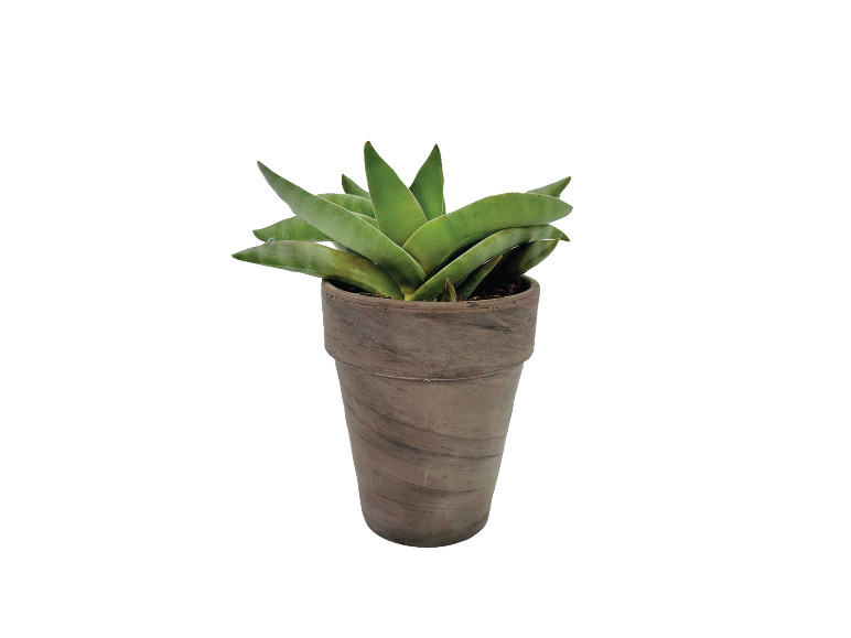 Green succulent plant in a brown pot.