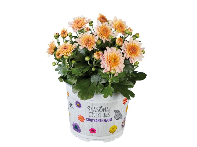 Chrysanthemum with orange flowers in a white pot with 'SEASONAL COLOURS CHRYSANTHEMUM' text.