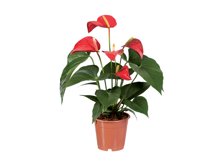 Red anthurium plant in brown pot.